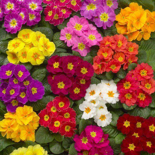 Garden Centre in Kent | Gardening World Limited gallery image 3