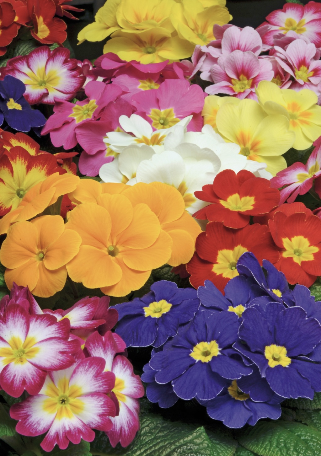 Garden Centre in Kent | Gardening World Limited gallery image 1