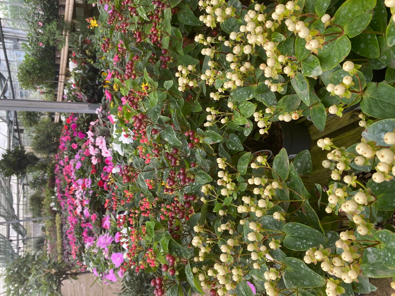 Garden Centre in Kent | Gardening World Limited gallery image 5