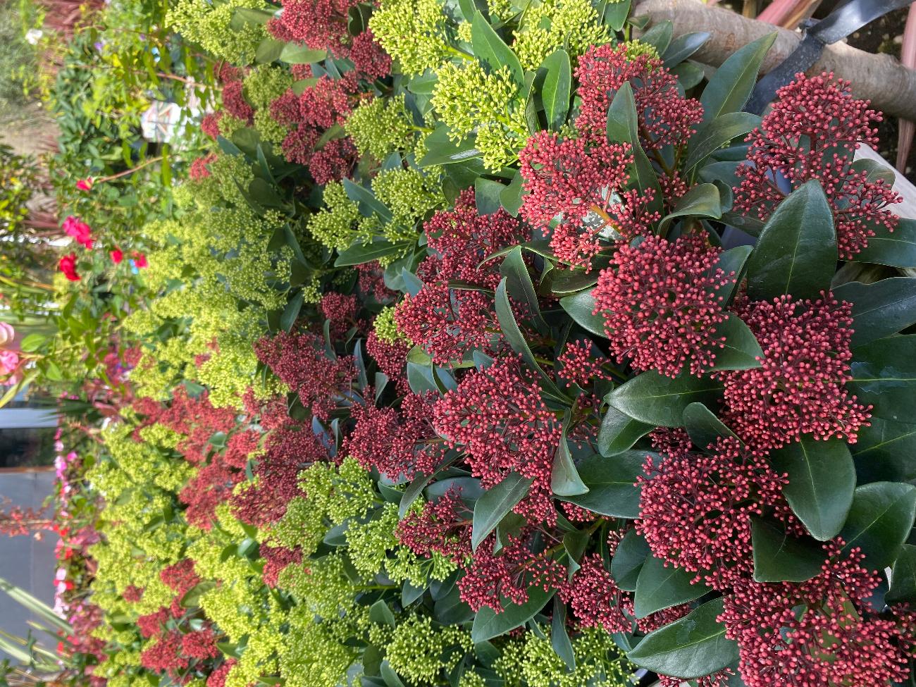Garden Centre in Kent | Gardening World Limited gallery image 4