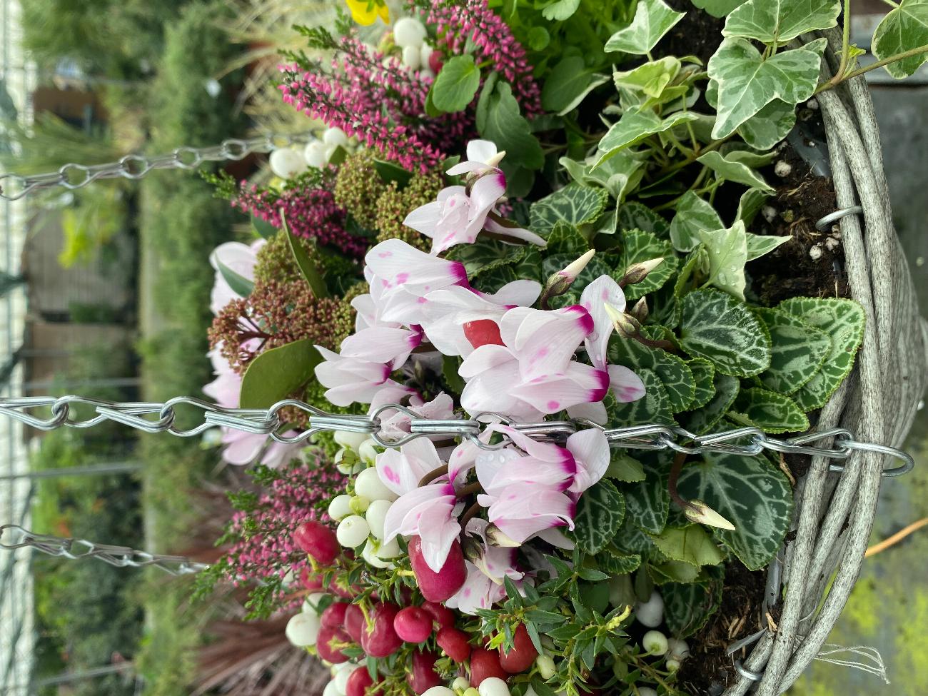 Garden Centre in Kent | Gardening World Limited gallery image 1