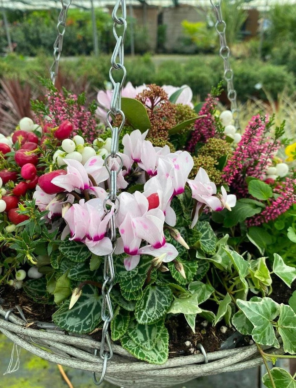 Garden Centre in Kent | Gardening World Limited gallery image 1