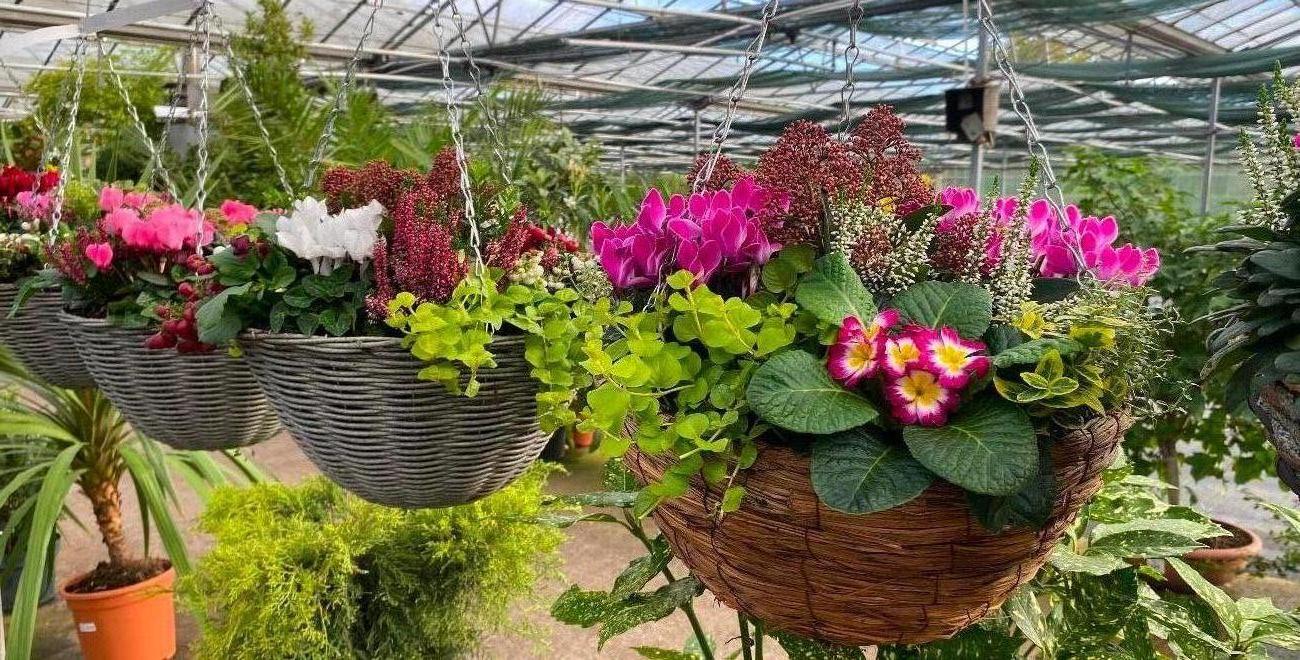 Garden Centre in Kent | Gardening World Limited gallery image 1