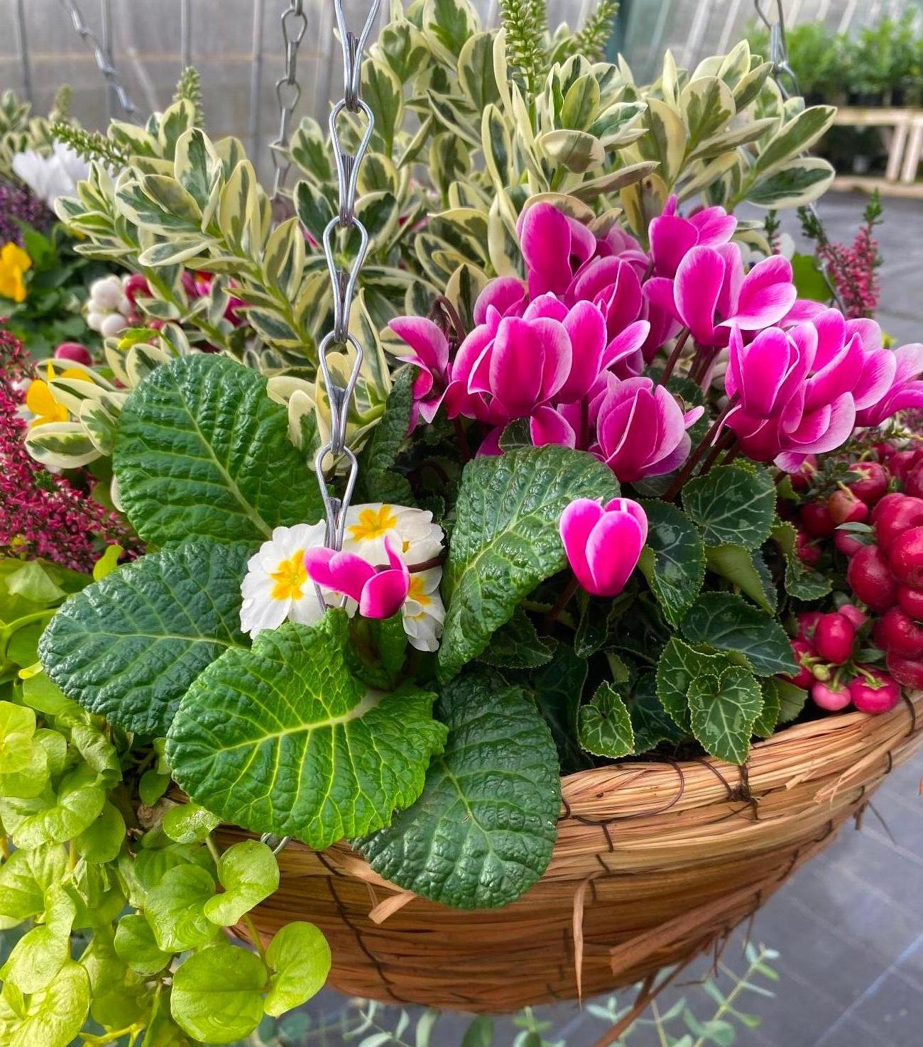 Garden Centre in Kent | Gardening World Limited gallery image 4