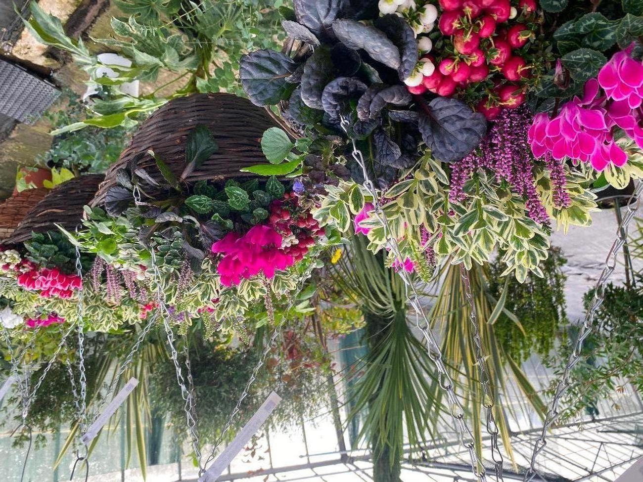 Garden Centre in Kent | Gardening World Limited gallery image 3