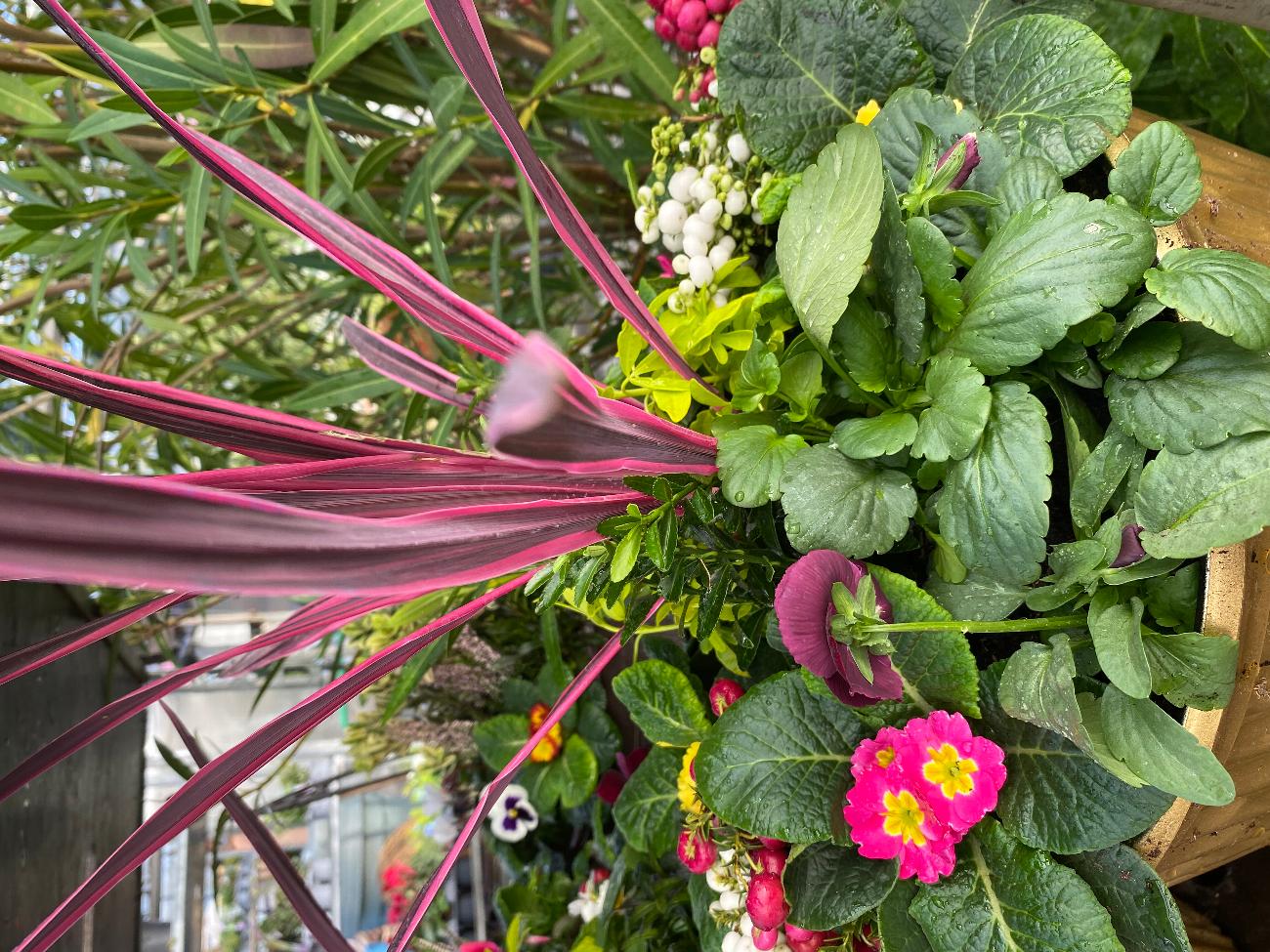 Garden Centre in Kent | Gardening World Limited gallery image 4