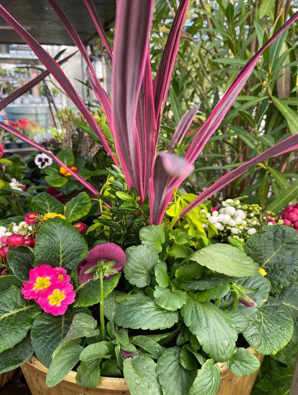 Garden Centre in Kent | Gardening World Limited gallery image 5
