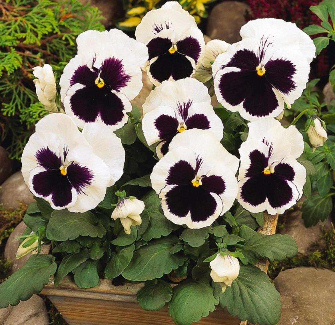 Garden Centre in Kent | Gardening World Limited gallery image 2