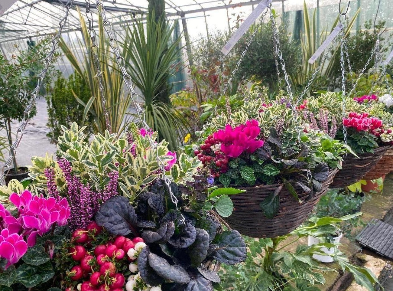 Garden Centre in Kent | Gardening World Limited gallery image 3