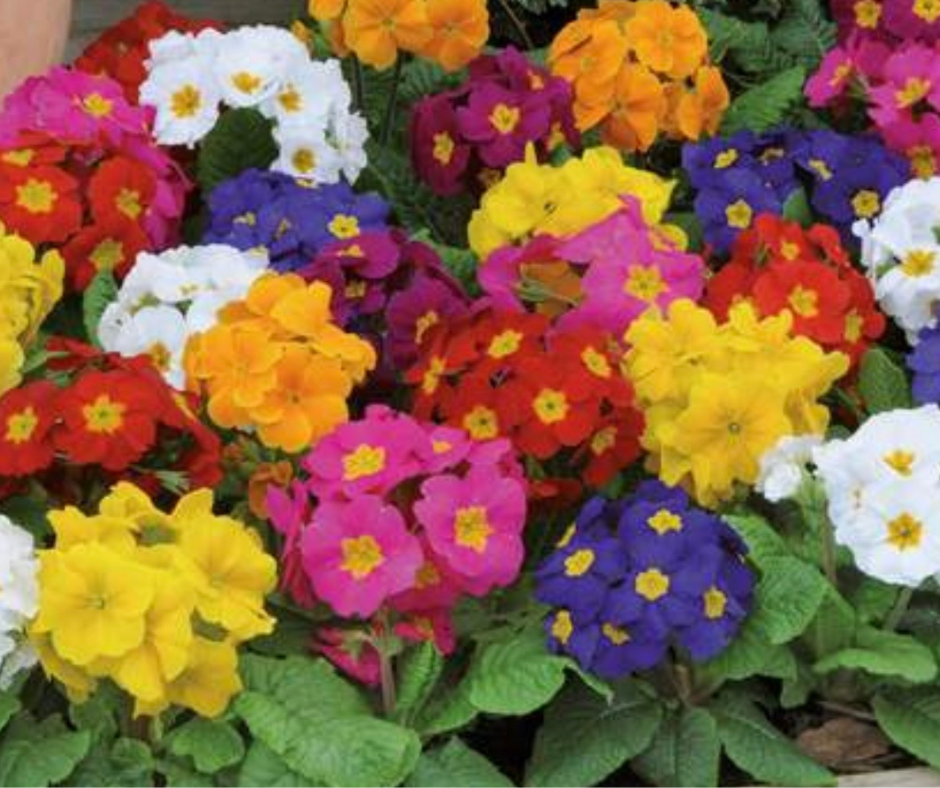 Garden Centre in Kent | Gardening World Limited gallery image 2
