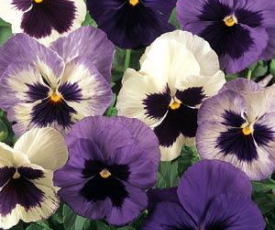 Garden Centre in Kent | Gardening World Limited gallery image 3