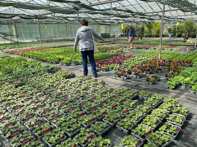 The “Safe” Date: Is It Time to Plant Your Summer Bedding? Why North Kent Gardeners Can Plant Earlier Than the Rest of the UK