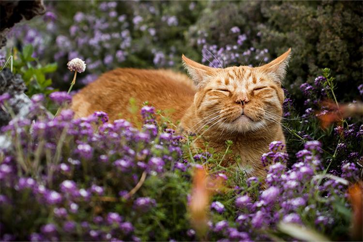 How Can I Make My Garden More Pet-Friendly? If you’ve ever welcomed a new pet into your home, no doubt you’ll have taken the time to “pet-proof” it first. Your garden needs the same attention!