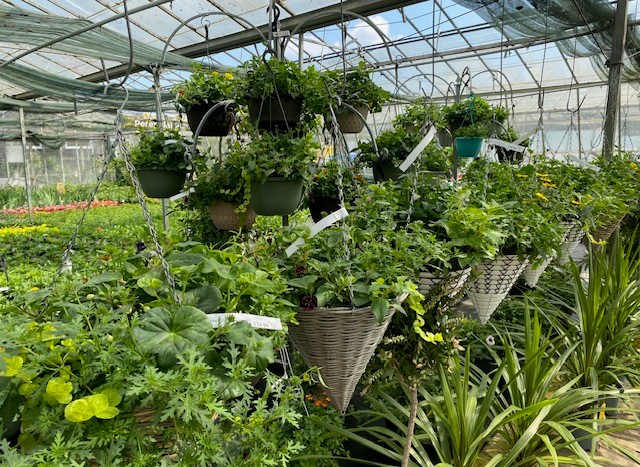 The Secret Behind Our 1,000 Home-Grown Hanging Baskets And Hanging Pots If you’ve popped into Gardening World recently, you’ll have seen a sea of colour beginning to bloom