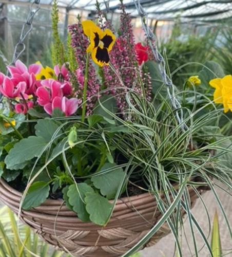 Autumn Gardening – Ideas for Your Winter Hanging Baskets and Planted Pots When the summer baskets have had their moment, it can feel a shame to leave the front of the house looking bare until spring.