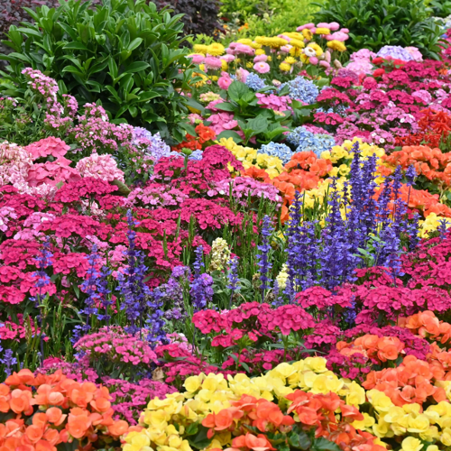 The “Chelsea” of Sittingbourne: Why Our Plants Look Like Blooming Showpieces We often have customers walk into our half acre greenhouse, look at the sea of colour and say, “Crikey, this feels like going to Chelsea!”