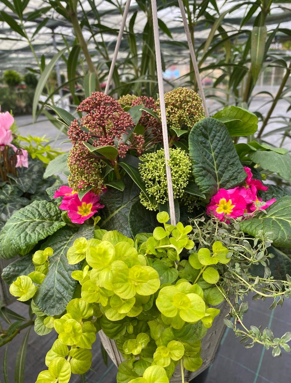 Garden Centre in Kent | Gardening World Limited gallery image 5