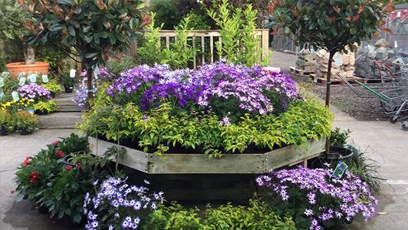 Garden Centre Newington, Sittingbourne Kent. Gorgeous annuals and perennials.
